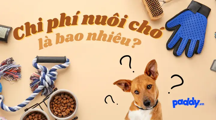 Chó Nhật Bao Nhiêu Tiền