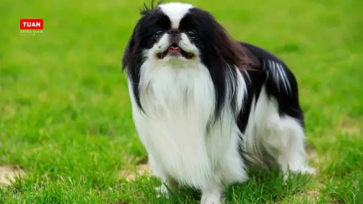 Chó Bắc Kinh Lai Nhật