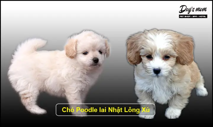 Chó Nhật Lai Lông Xù: Đặc Điểm, Cách Chăm Sóc Và Nơi Mua Uy Tín