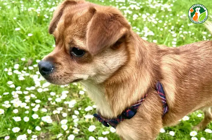 Pom-a-pug (chó Phốc Sóc Lai Chó Pug)