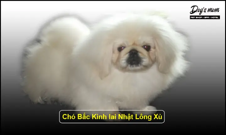 Chó Nhật Lông Xù Màu Trắng: Toàn Bộ Kiến Thức Về Một Loài Chó Cưng Được Yêu Thích