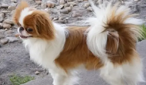 Cho-nhat-long-xu-muot-cu-ki-dep-va-trang-long-lay