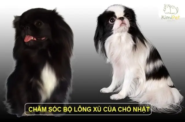 Chó Nhật Lông Xù Đen: Cá Tính Mạnh Mẽ Và Những Lưu Ý Chăm Sóc Đặc Biệt Chó Nhật Lông Xù Đen: Cá Tính Mạnh Mẽ Và Những Lưu Ý Chăm Sóc Đặc Biệt
