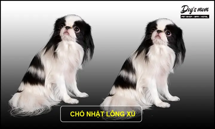 Chó Nhật Lông Xù Trắng Đen Chó Nhật Lông Xù Trắng Đen