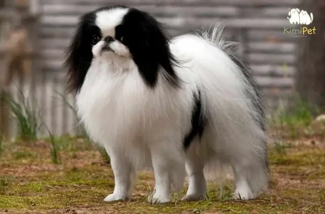 Chó Nhật Lông Xù Trắng: Vẻ Đẹp Thuần Khiết Và Cách Chăm Sóc Lông Sáng Màu Chó Nhật Lông Xù Trắng: Vẻ Đẹp Thuần Khiết Và Cách Chăm Sóc Lông Sáng Màu