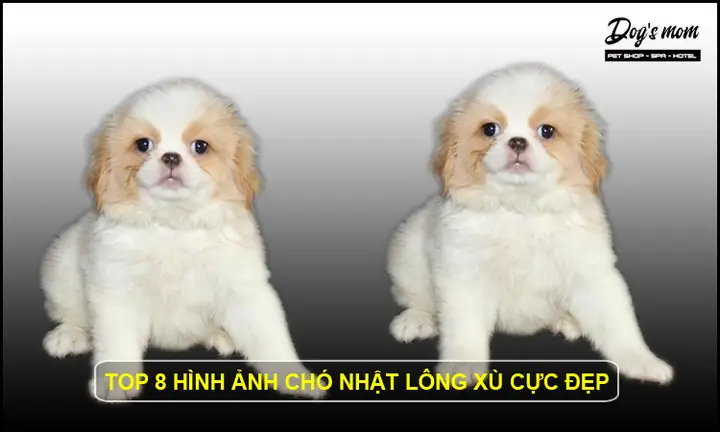 Chó Nhật Lùn Trưởng Thành: Hướng Dẫn Chi Tiết Từ Khoa Học Đến Chăm Sóc