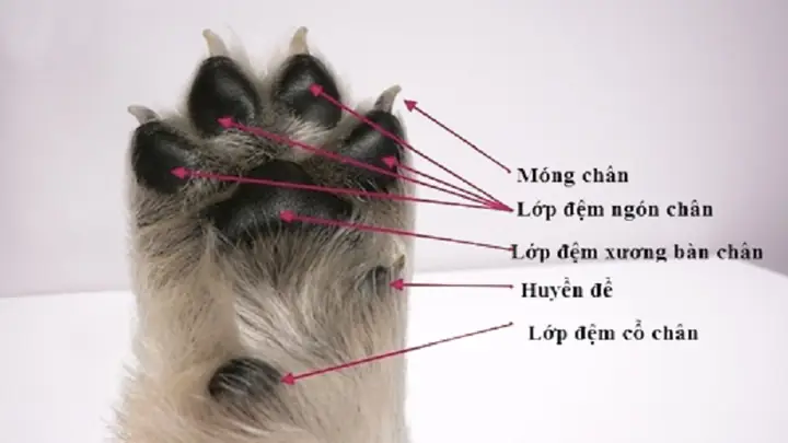 Chó Như Thế Nào Là Khôn: 5 Dấu Hiệu Nhận Biết Chó Thông Minh Nhất Chó Như Thế Nào Là Khôn: 5 Dấu Hiệu Nhận Biết Chó Thông Minh Nhất