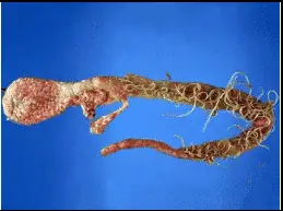 Tắc Ruột Khi Chó Bị Giun Đũa