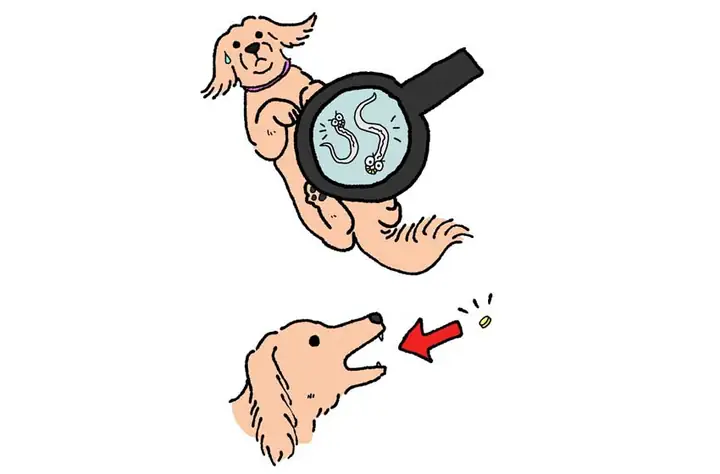 Dấu Hiệu Nhận Biết Chó Bị Giun Đũa