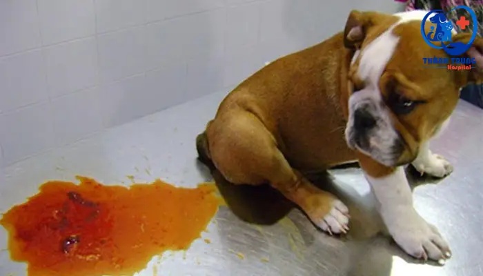 Chó Ói Ỉa Ra Máu: Nguyên Nhân, Dấu Hiệu Nhận Biết Và Cách Xử Lý Kịp Thời
