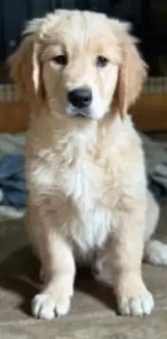 Chó Ông Già Thuần Chủng: Hướng Dẫn Toàn Diện Về Giống Chó Schnauzer