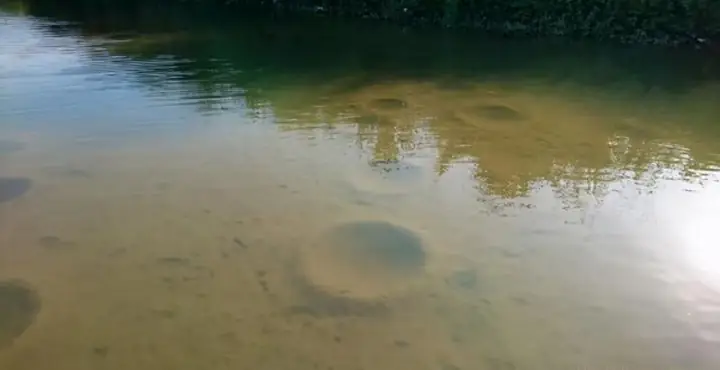 Cho Phép Lai Cá Diếc Cái Với Cá Chép Đực