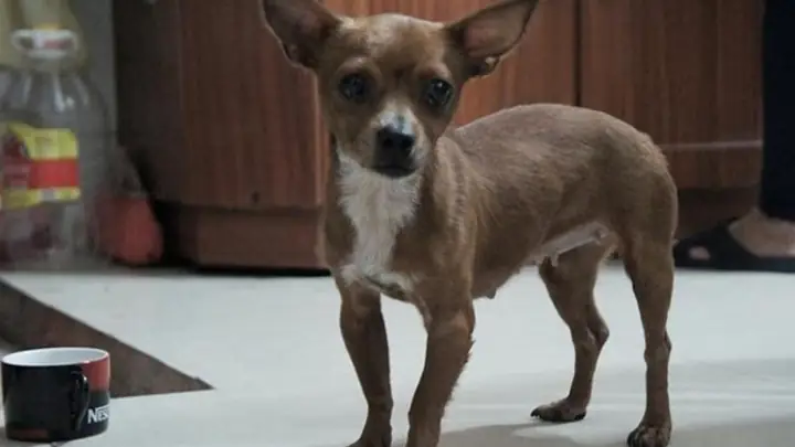 Phân Loại Chó Phốc Phân Loại Chó Phốc