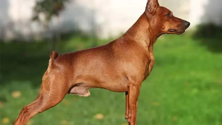 Phân Loại Chó Phốc Phân Loại Chó Phốc