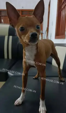 Chó Phốc Hươu Màu Đen: Đặc Điểm, Chăm Sóc Và Kinh Nghiệm Nuôi