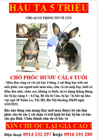 Chó Phốc Hươu Màu Đen: Đặc Điểm, Chăm Sóc Và Kinh Nghiệm Nuôi