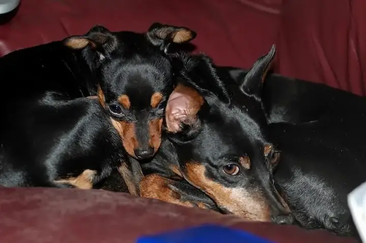 Dấu Hiệu Chó Phốc Sắp Sinh