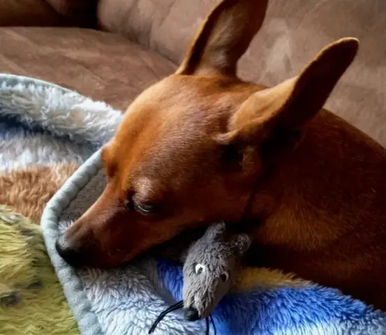 Chế Độ Dinh Dưỡng