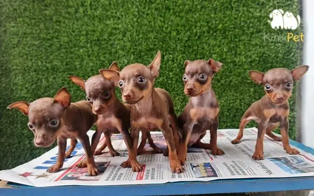 Nhận Biết Qua Nguồn Gốc