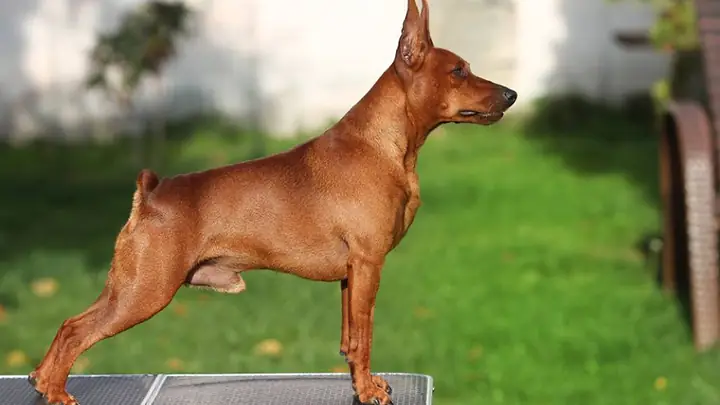 Nguồn Gốc Chó Phốc