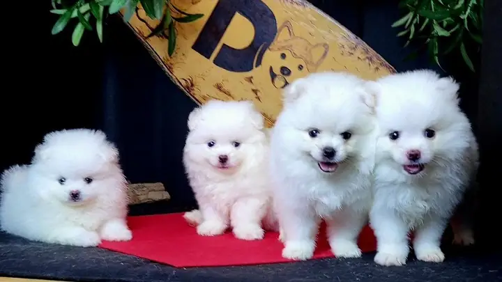 Cách Chăm Sóc Chó Phốc Sóc 2 Tháng Tuổi