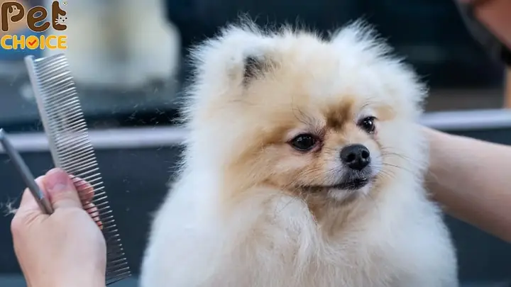 Cách Giảm Thiểu Tình Trạng Rụng Lông Ở Chó Phốc Sóc