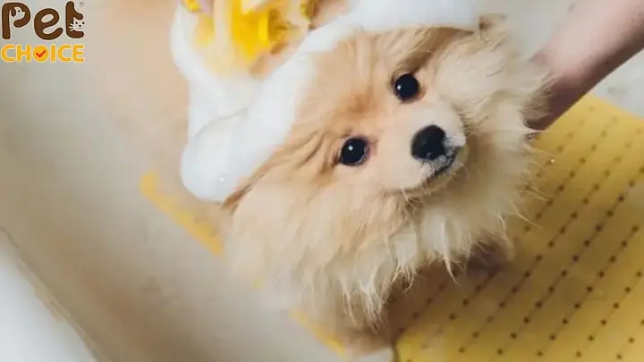 Cách Giảm Thiểu Tình Trạng Rụng Lông Ở Chó Phốc Sóc