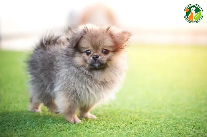 Peek-a-pom (chó Phốc Sóc Lai Chó Bắc Kinh)