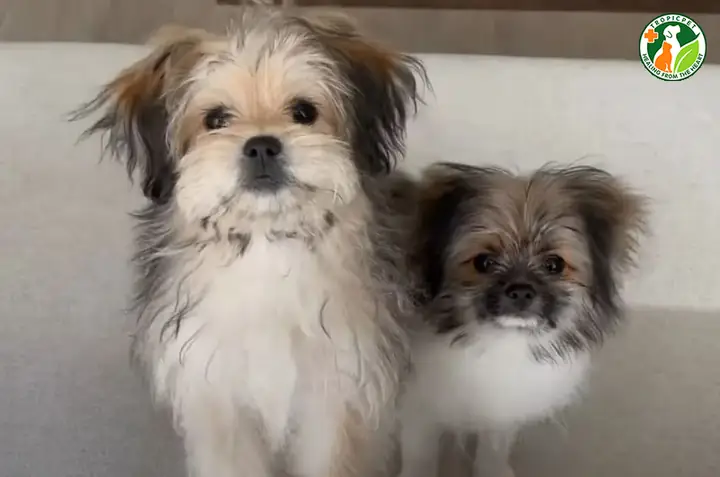 Shiranian (chó Phốc Sóc Lai Chó Shih Tzu)