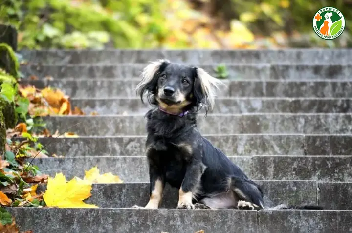 Dameranian (chó Phốc Sóc Lai Chó Dachshund)