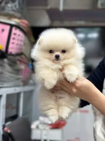 Trại Chó Phú Yên