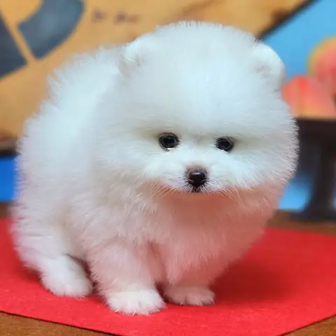 🐾 Các Biến Thể Của Phốc Sóc Trắng