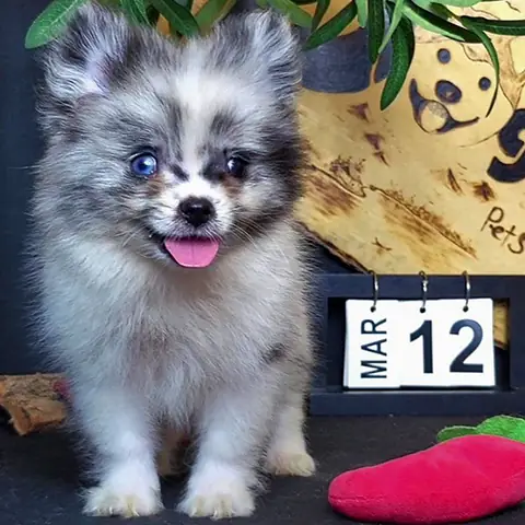 ⚠️ Lưu Ý Khi Mua Chó Pom Màu Hiếm