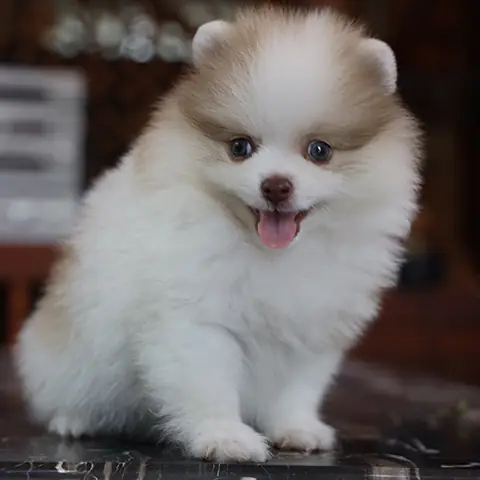 Chó Phốc Sóc Màu Hiếm Như Merle, Parti, Chocolate – Độc Lạ Và Giá Trị Sưu Tầm Cao