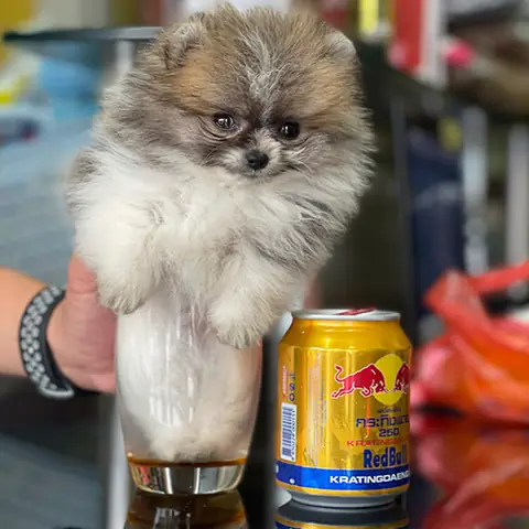 💰 Giá Chó Phốc Sóc Màu Hiếm (tham Khảo)