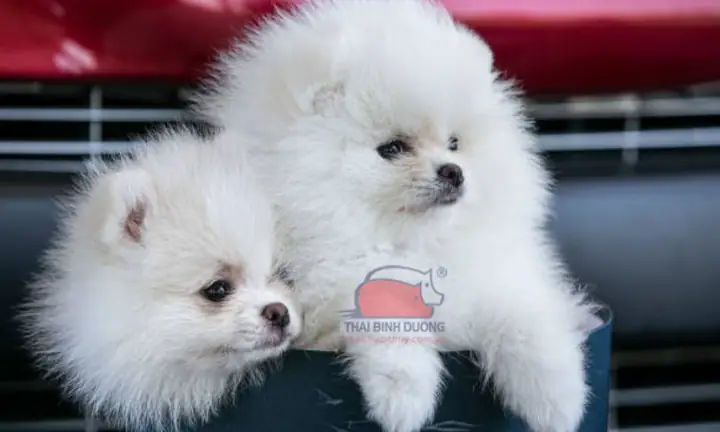 Phốc Sóc Mini Giá Rẻ 500k, 250k, 100k Có Nên Mua?