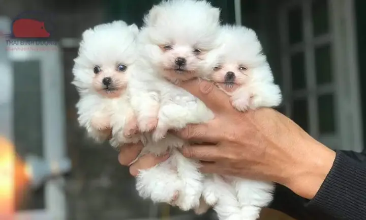 Giá Chó Phốc Sóc Mini Thuần Chủng