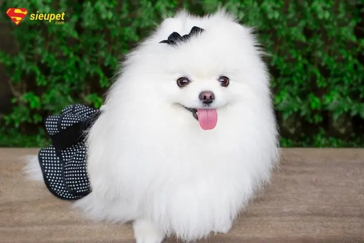 Bảng Giá Chó Phốc Sóc Mini Trong Năm 2022