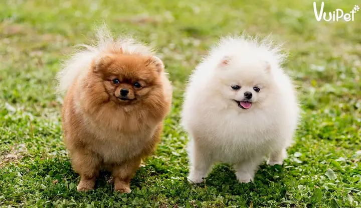 Chó Phốc Sóc Mini Giá Rẻ 500k