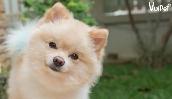 Cảnh Giác Với “cú Lừa” Chó Phốc Sóc Giá Rẻ