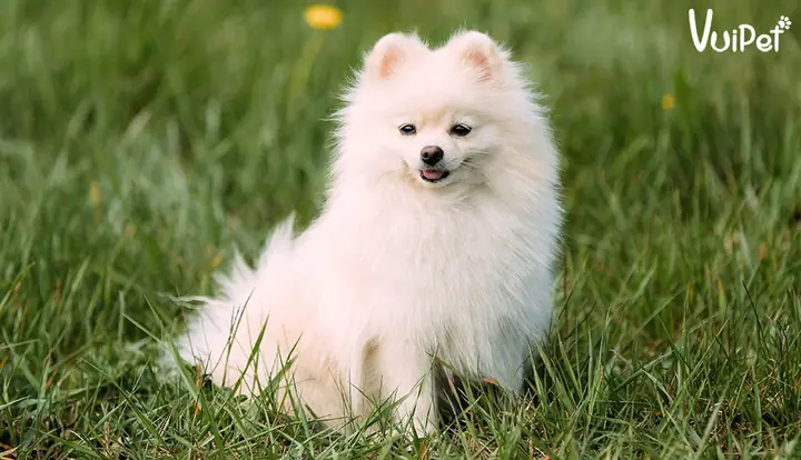 Đặc Điểm Chó Phốc Sóc Mini Màu Trắng
