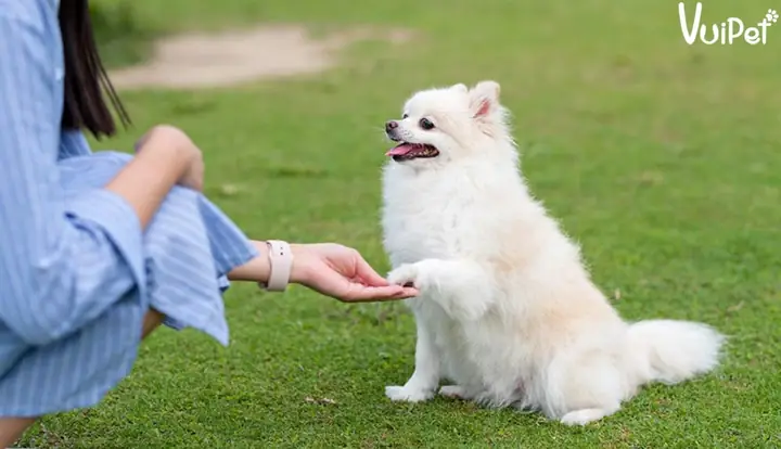 Đặc Điểm Chó Phốc Sóc Mini Màu Trắng