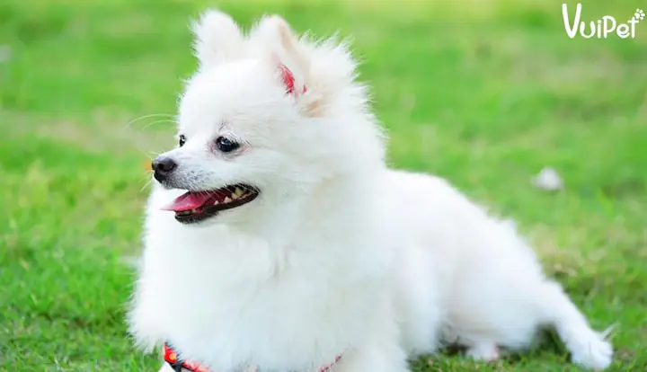 Mua Chó Phốc Sóc Trắng Ở Đâu Uy Tín