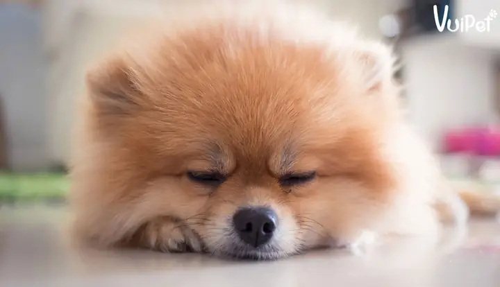 Sự Thật Về “chó Phốc Sóc Mini Giá Rẻ 500k Màu Trắng”