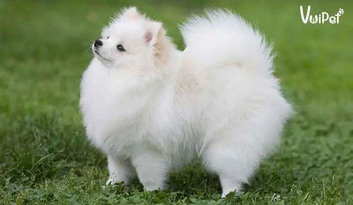 Mua Chó Phốc Sóc Trắng Ở Đâu Uy Tín