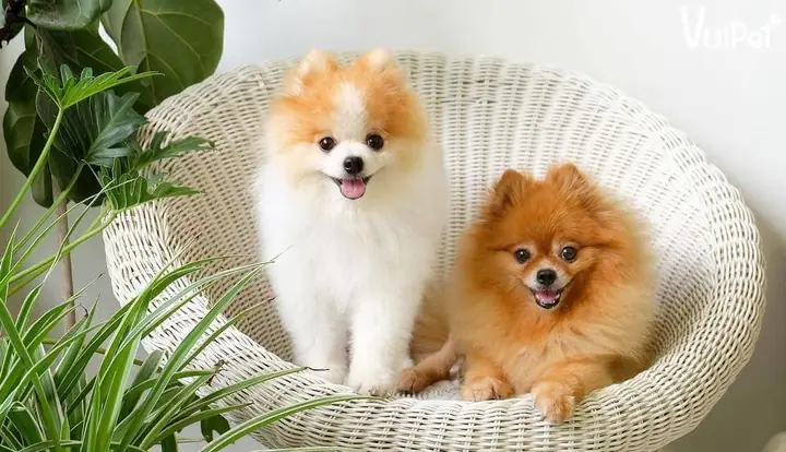 Chó Phốc Sóc Trắng Giá Bao Nhiêu?