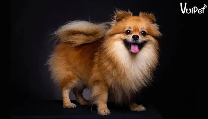 Giá Chó Phốc Sóc Hiện Nay Rẻ Nhất Là Bao Nhiêu?