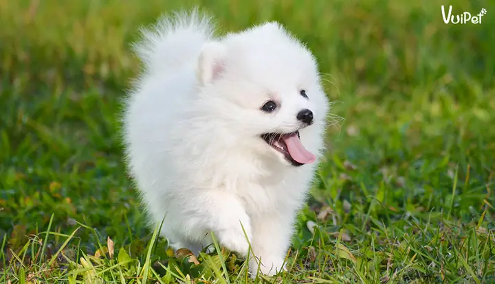 Chó Phốc Sóc Trắng Giá Bao Nhiêu?