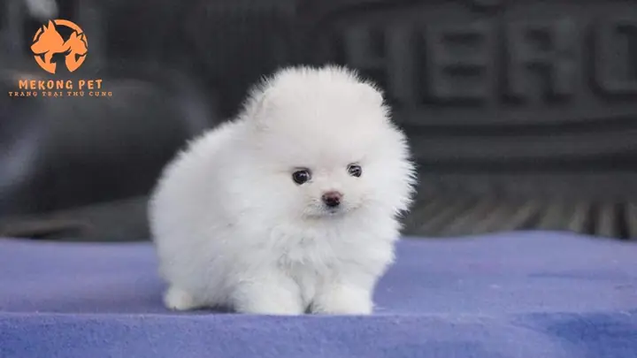 Chó Phốc Sóc Mini Hcm: Hướng Dẫn Chi Tiết Cho Người Mới Nuôi