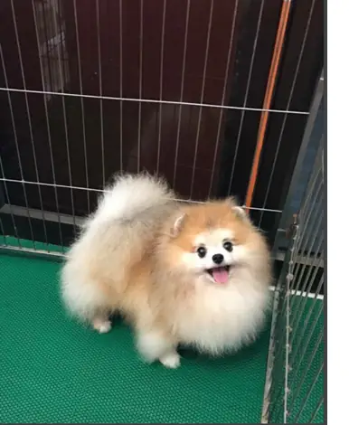 Chó Phốc Sóc Thái Lan